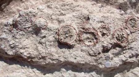 A clutch of sauropod eggs at the geothermal nesting site in Argentina. Eggs are outlined by black dashes.