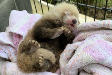 The Smithsonian Conservation Biology Institute welcomed many new animals in 2019, including this endangered red panda cub. (Smithsonian's National Zoo and Conservation Biology Institute).