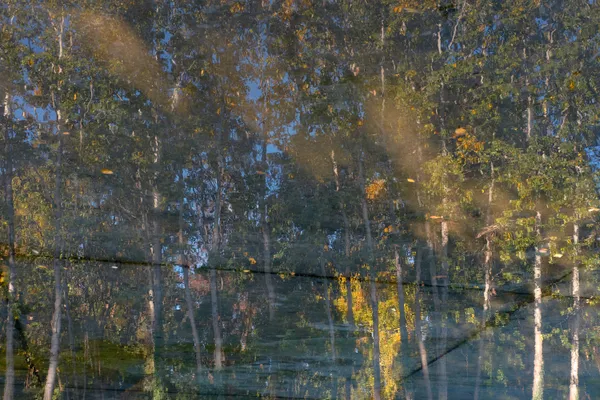 birch trees in water reflection thumbnail