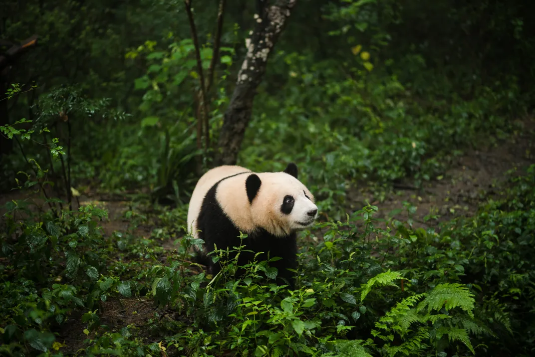 Panda in a reserve