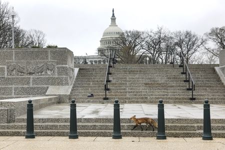 The fox&nbsp;walks near Upper Senate Park.