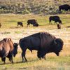Watch Over 150 Bison Weave Through Traffic in Yellowstone as Winter Migration Begins icon