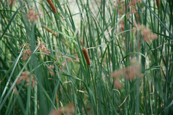 Cattails & Grass at Albuquerque Botanical Gardens thumbnail