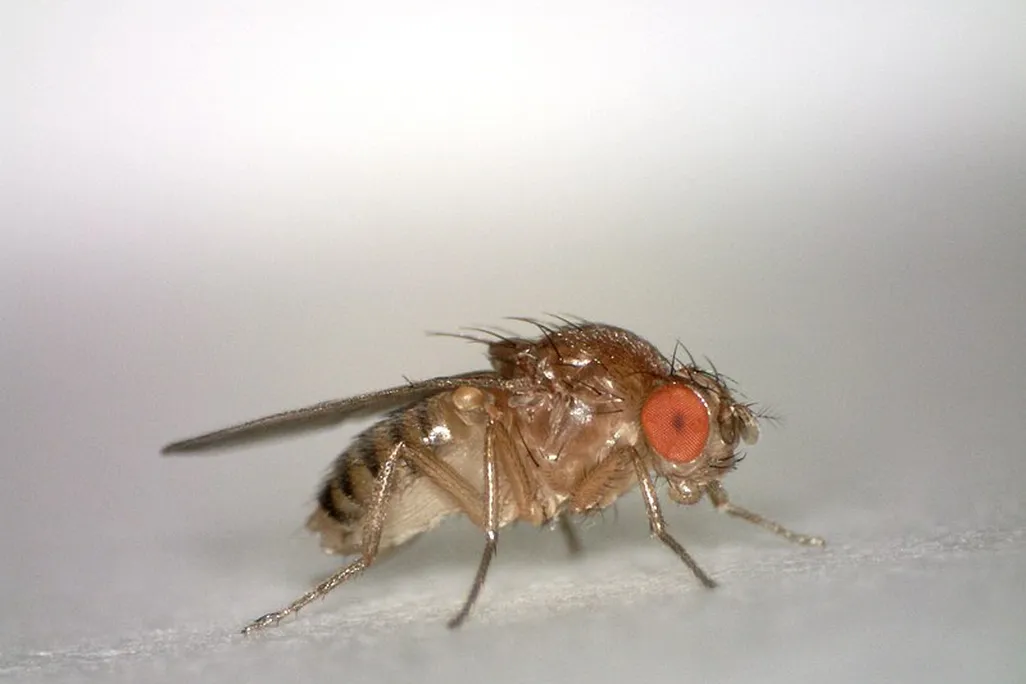 Fruit Fly