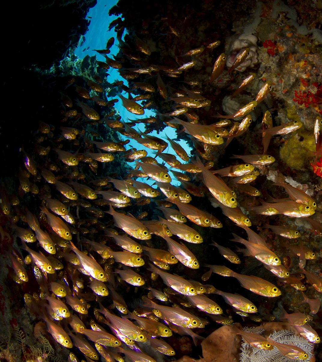 Red Glass fish: a flash of fire | Smithsonian Photo Contest ...