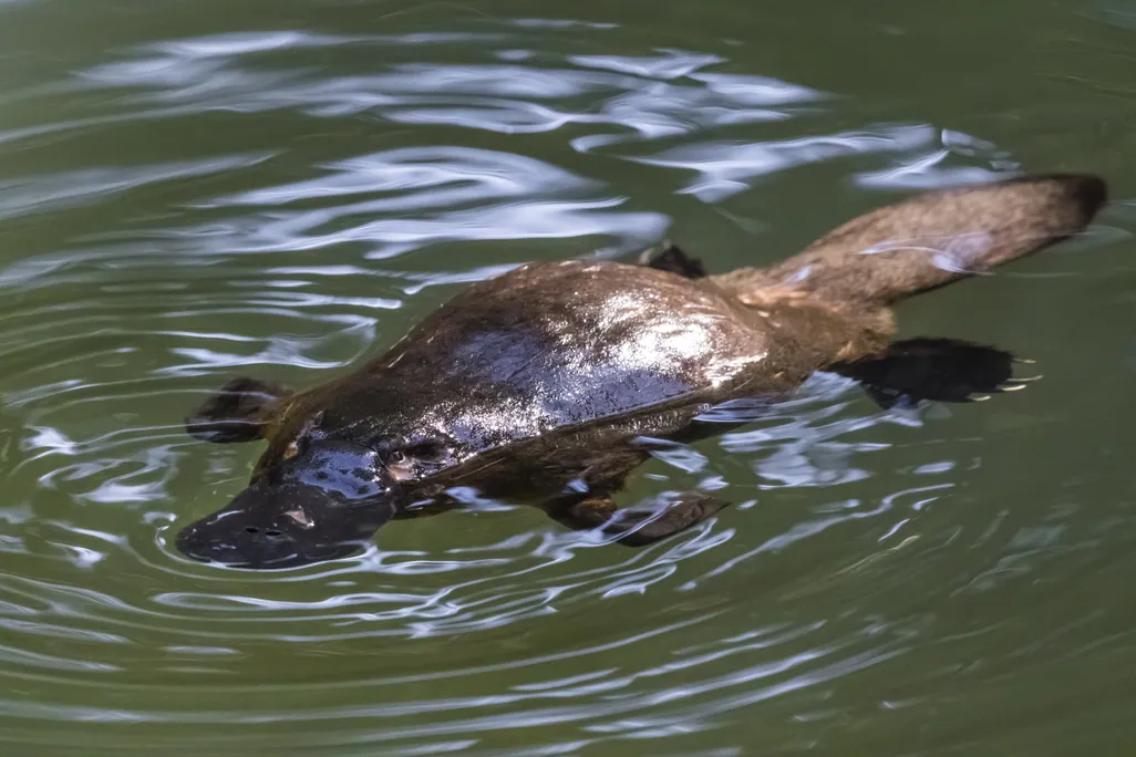 A platypus floats atop the water's surface with all four legs, and tail, splayed out