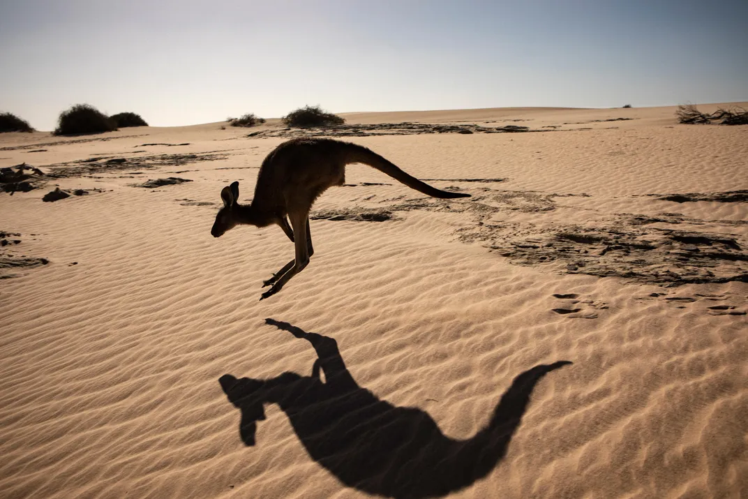 Kangaroo at Mungo National Park