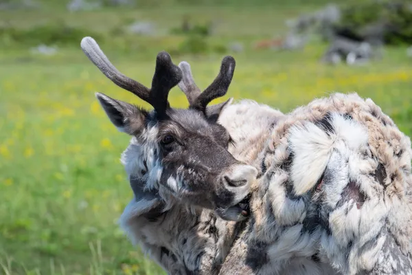 Itchy Butt thumbnail