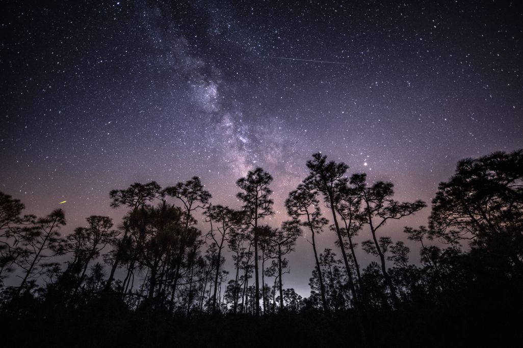 stars, the milky way and one meteor streak over a sparse forested landscape