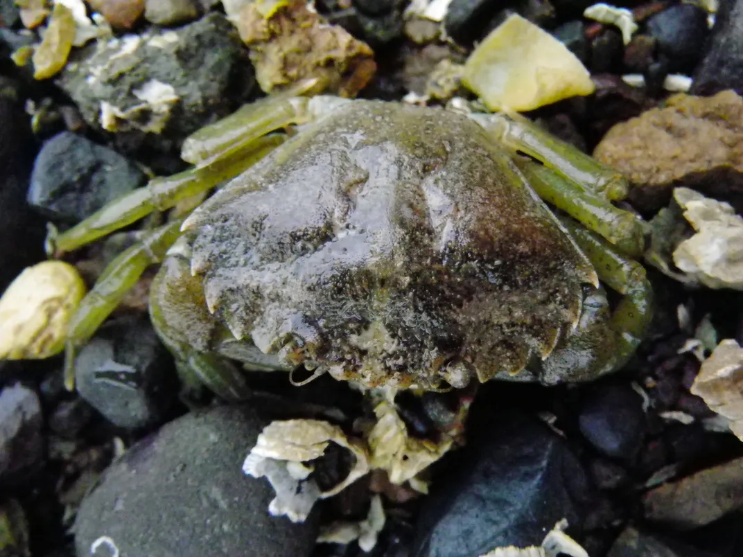 A crab with green legs and a greenish-brown carapace sits on pebbles