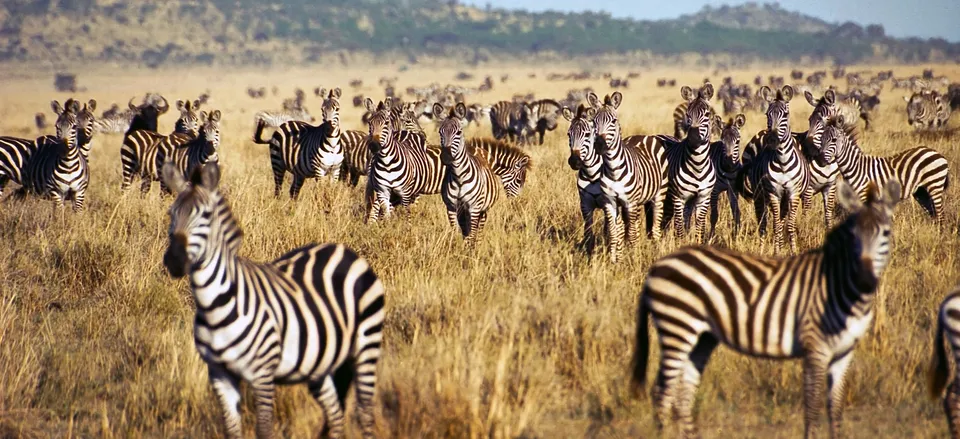  Herd of zebra on the Serengeti 