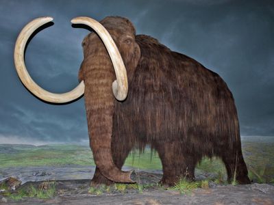 Woolly mammoth restoration at the Royal British Columbia Museum, Victoria, British Columbia.