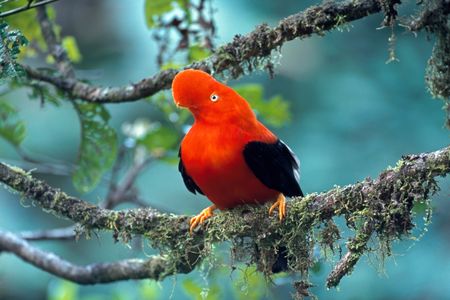 The Andean cock-of-the-rock display is known for its unique mating behavior and is a favorite of birders.