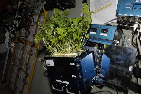 Lettuce growing aboard the International Space Station.