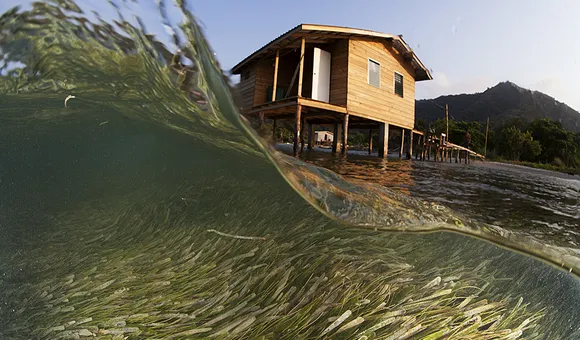 Under the waves swirls a bed of sea grass. Above the water is a coastal home attached to a dock.