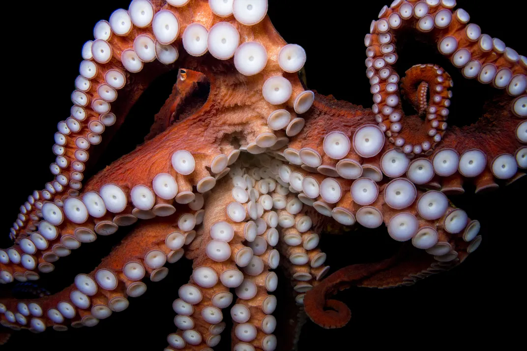 a pink octopus from underneath, its tentacles on full display
