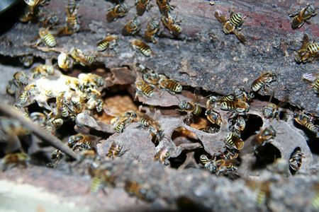 This hive of the stingless honey-making bee Melipona triplaridis is one of a handful of tropical hives bee expert David Roubik keeps at his home in Panama City. Note the waffle-like honeycomb in the background