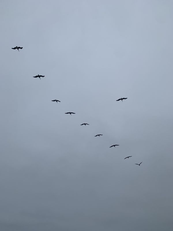A group of birds thumbnail