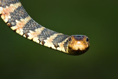 The Florida water snake, or Nerodia fasciata pictiventris, (pictured) is one of three southern water snake subspecies and indigenous to the Sunshine State.
