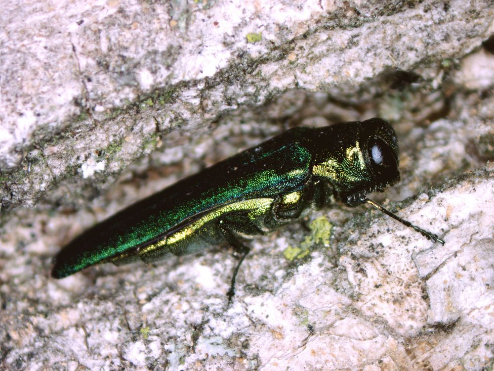 emerald ash borer