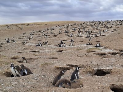 The Punta Medanosa colony of Magellanic penguins on the coast of Argentina has nearly 8,000 breeding pairs. Other colonies number in the hundreds of thousands.