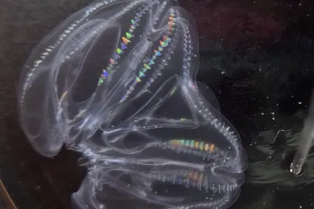 Two comb jellies have fused together and are being probed by a pipette.