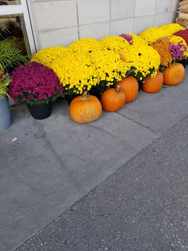 Flowers and Pumpkins thumbnail