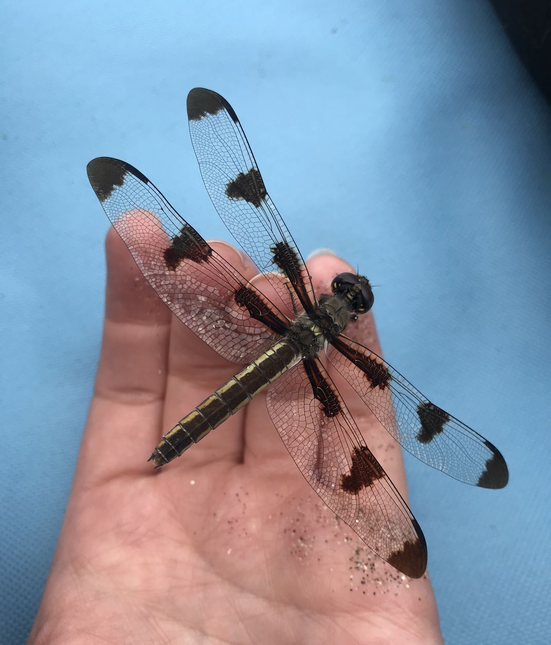 Hanging out with a dragonfly | Smithsonian Photo Contest | Smithsonian ...