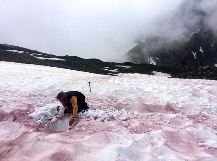 A photo of a scientists taking a sample of pink colored snow to later analyze
