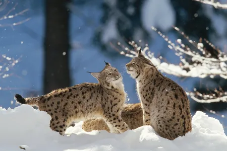 Eurasian lynx playing in the snow in Germany. 