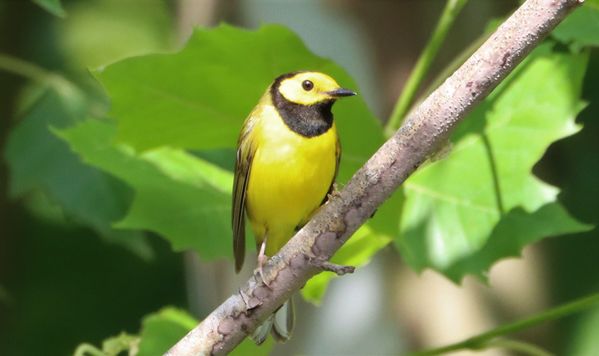 Hooded Warbler in the sunlight thumbnail