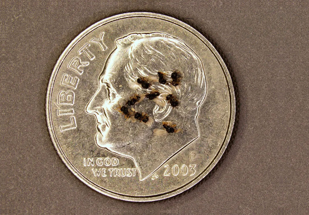 A dime with small, dark insects on it.