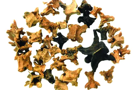 Reptile vertebrae found at el-Wad Terrace Cave