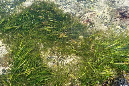 Eelgrass grows in the waters off Birch Island, Maine. The plant&nbsp;supports a bountiful and diverse ecosystem.