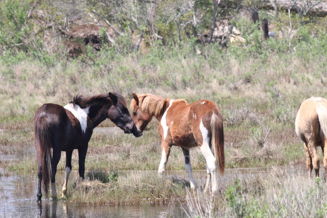 Chincoteague Ponies at Assateague Island National Seashore ...