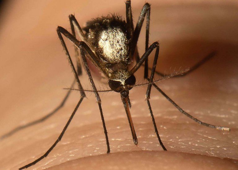 A close-up photo shows a mosquito sitting on a person's skin