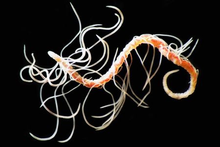 A pink and yellow worm is covered in several tangled strands of string-like gills.