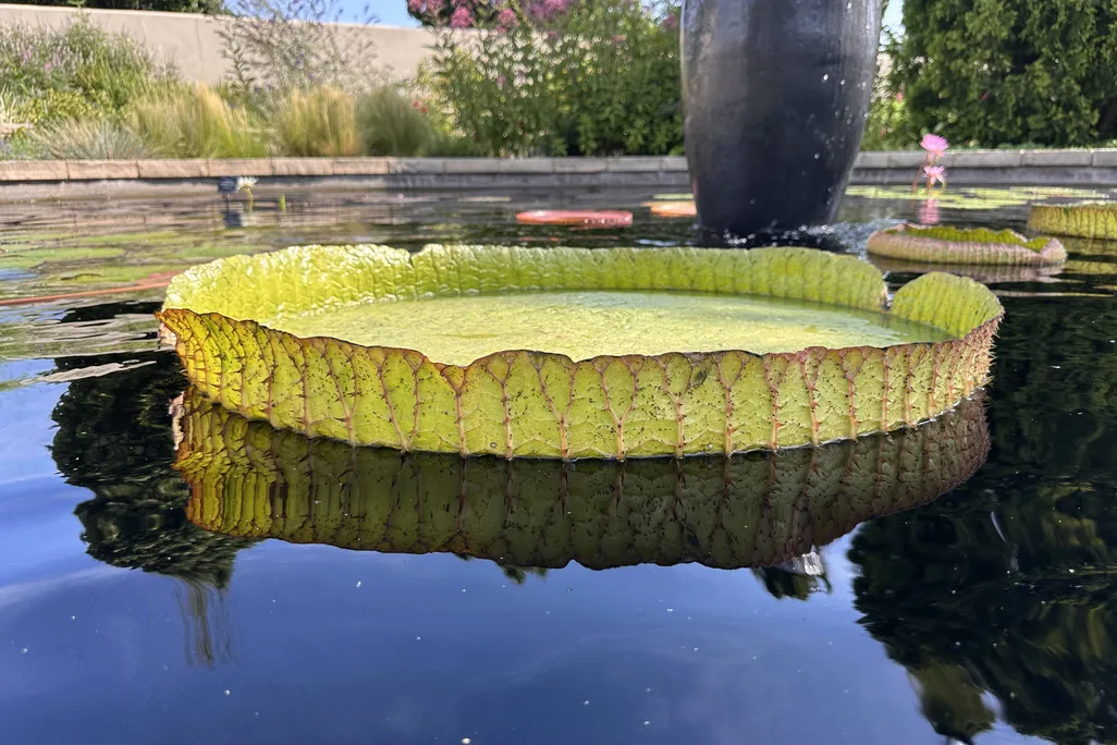 Large flat green leaf on top of pond