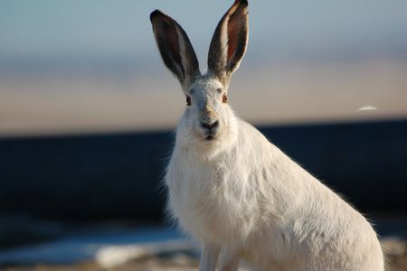 Jack rabbits like this one have mysteriously vanished from Yellowstone National Park a Wildlife Conservation Society study says.