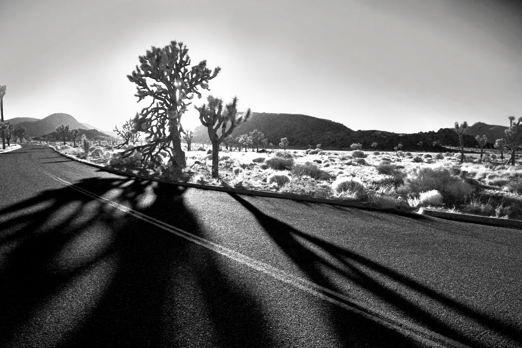 trees cast shadows across a road in the desert