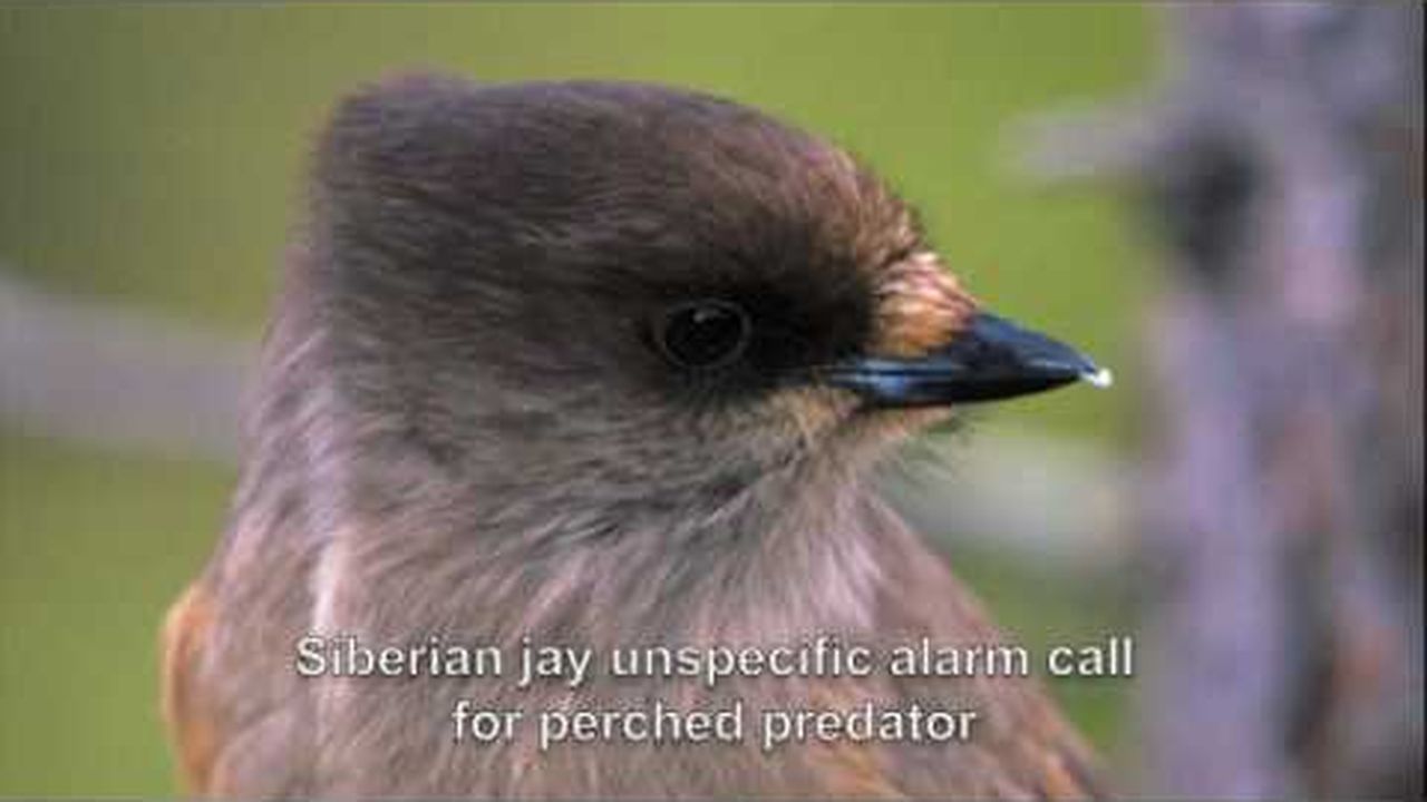 Preview thumbnail for Avian Warning System