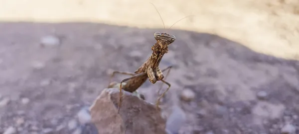 severed hand thumbnail