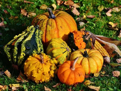 A group of seven squashes and an ear of corn on grass littered with fallen leaves.