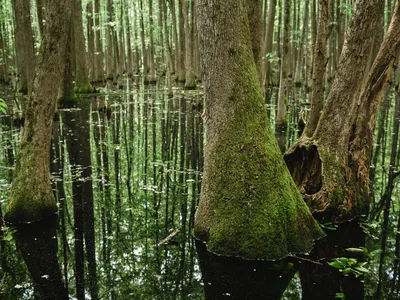 large trees stand tall in swampy waters