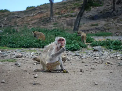 A rhesus macaque on Cayo Santiago, which is less than a mile east of Puerto Rico. Rhesus macaques spend upwards of 20 percent of their time engaged in cooperative behaviors like grooming.