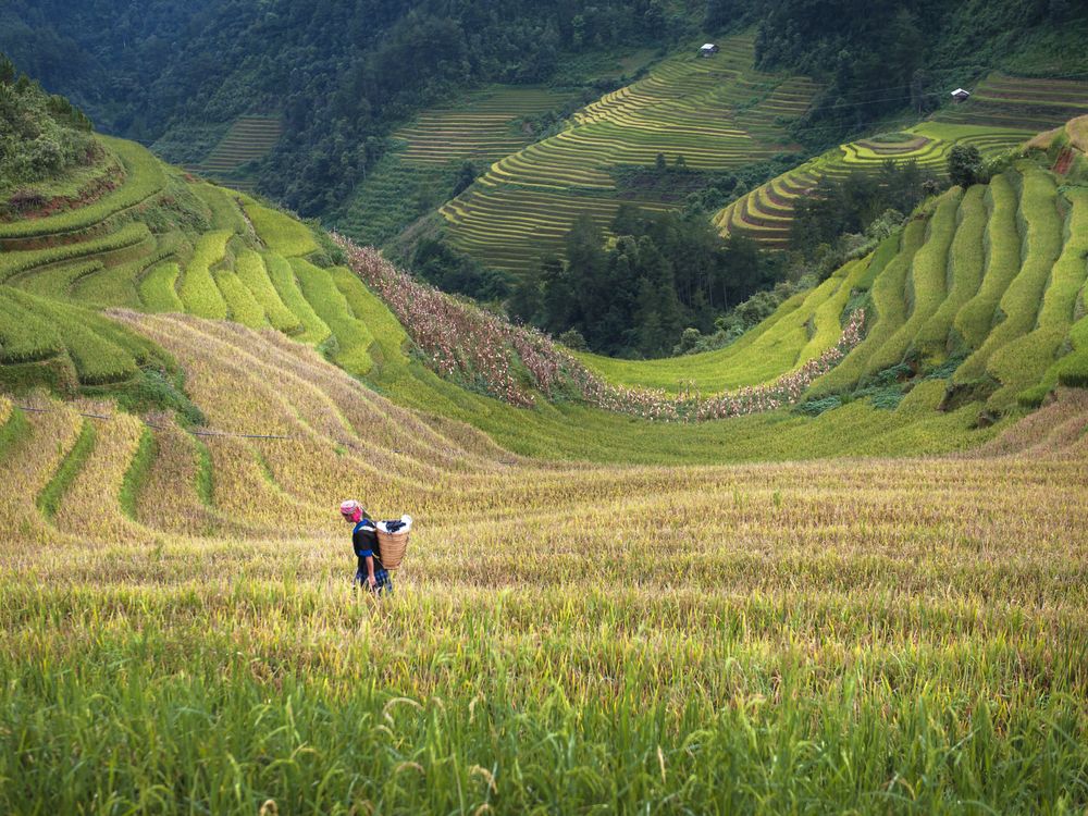 The Art of Rice Terraces | Smithsonian Photo Contest | Smithsonian Magazine