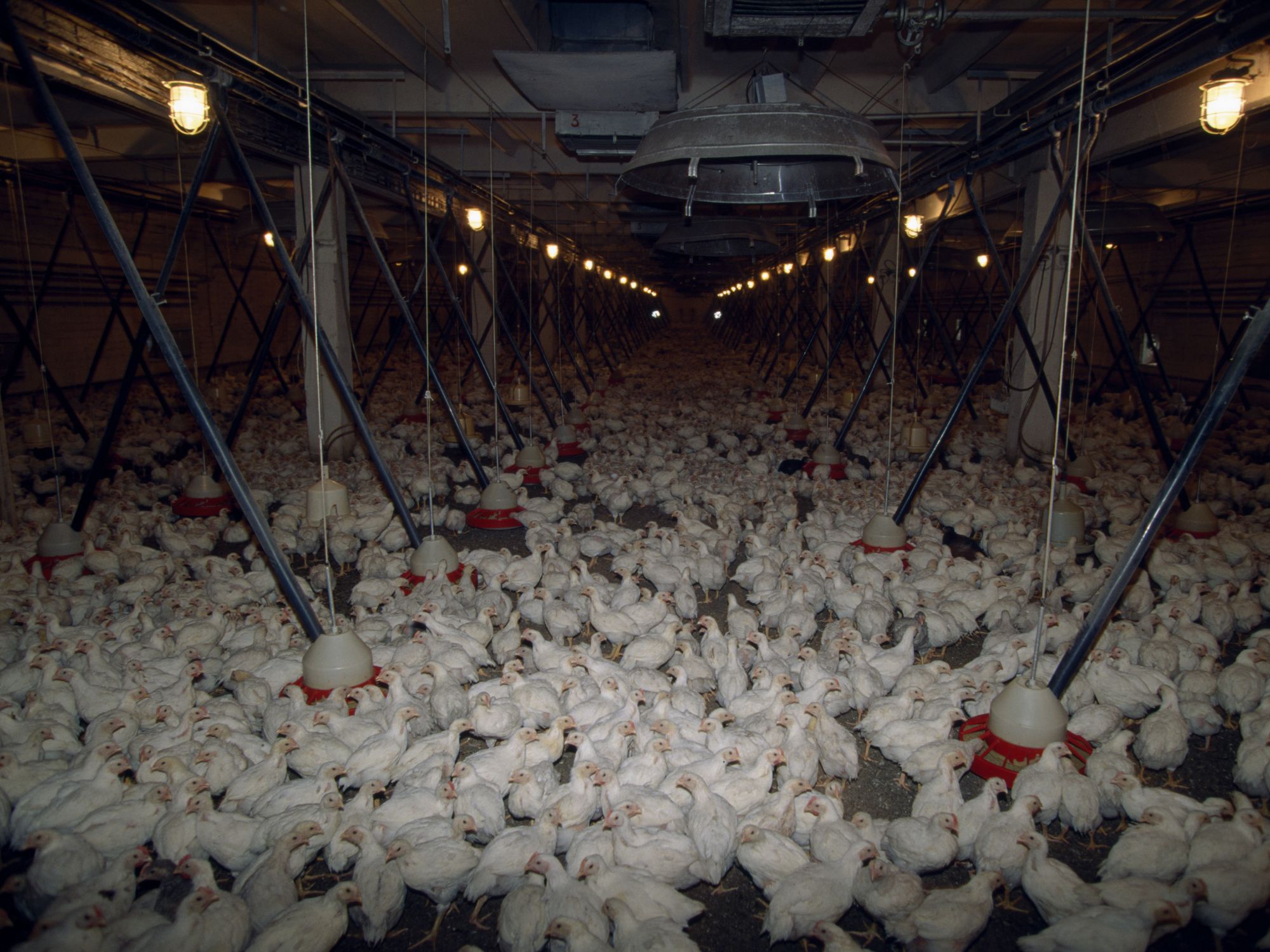 A Professor Proposes Creating the Matrix for Factory-Farmed Chickens