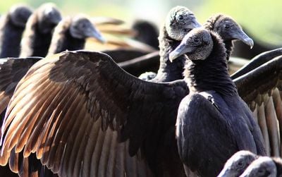Neanderthals may have collected feathers from dark birds, such as black vultures (shown), for ornamental purposes, a new study suggests.