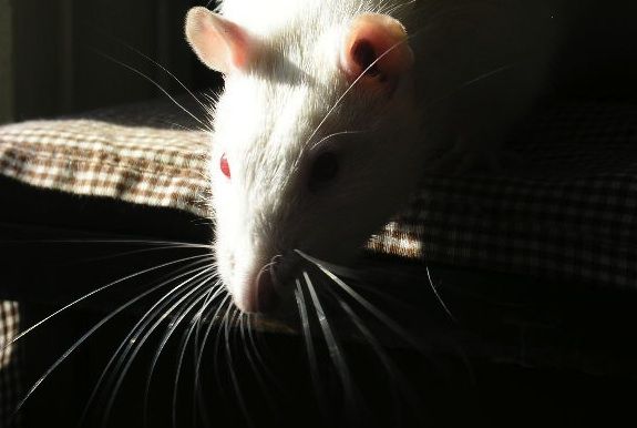 20121108082018rat.jpg