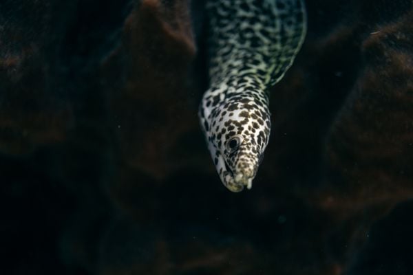 A spotted moray eel peeks out from its hiding spot. thumbnail
